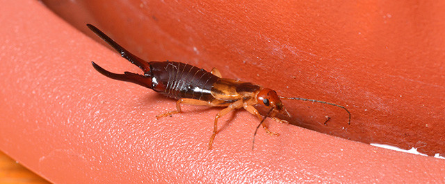 How to Find Earwig Hiding Places (Inspect)