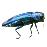Emerald Ash Borer