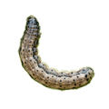Armyworms