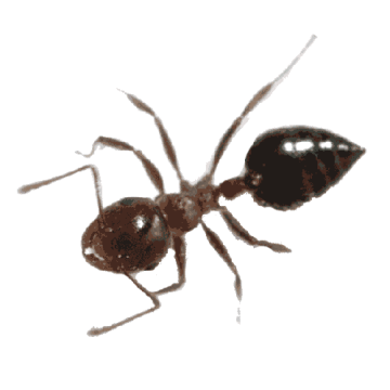 Fire Ant Control