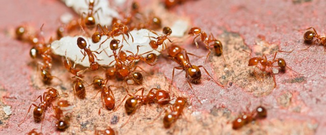 Fire Ant Identification Guide (Identify)