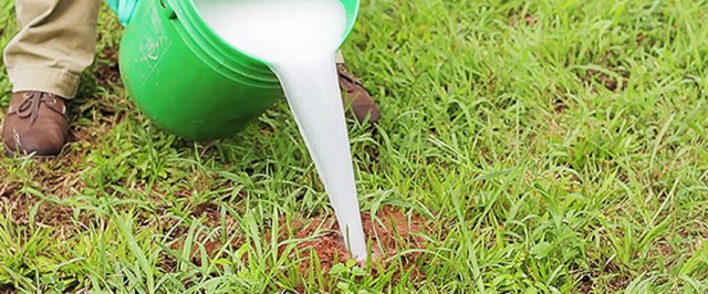 How to Get Rid of Fire Ants (Treat)