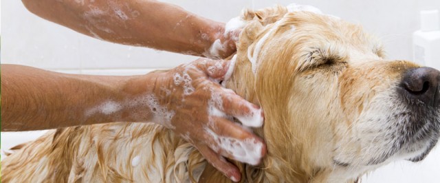 How to Get Rid of Fleas (Treat)