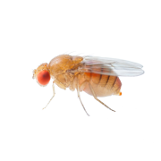 Fruit Fly Control