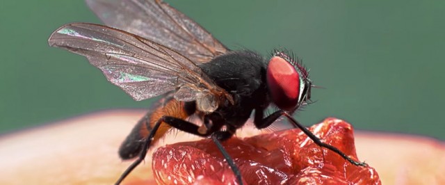 Fruit Fly Bar Pro  ClemTech Pest Control