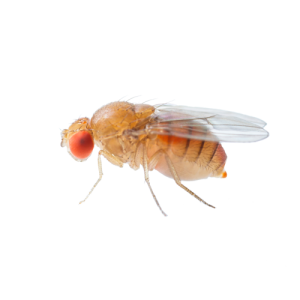 Fruit Flies