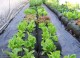 GardenSoxx with Palmetto Supreme Organic Compost