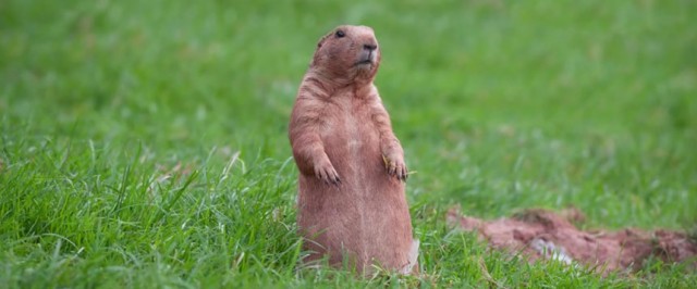 Image result for Gophers
