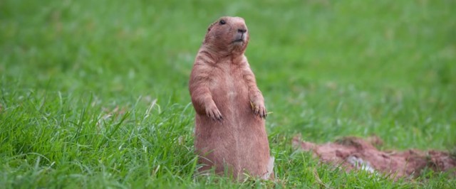 Gopher Identification Guide (Identify)