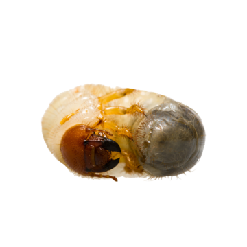 Grubs