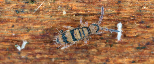 How to Inspect for Springtails (Inspect)