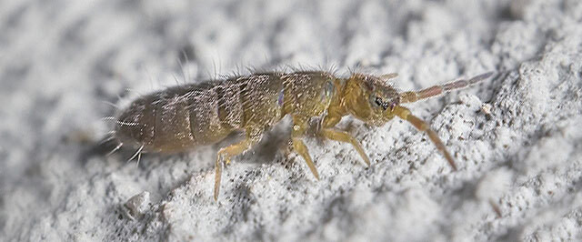 Springtails: A Complete Guide