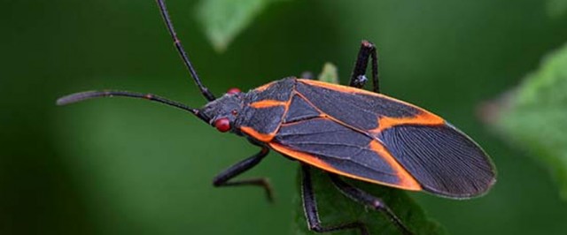 Boxelder Bug Identification Guide (Identify)