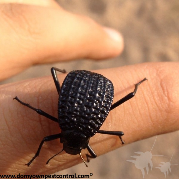a close-up photo of a hide beetle on a person's finger for scale