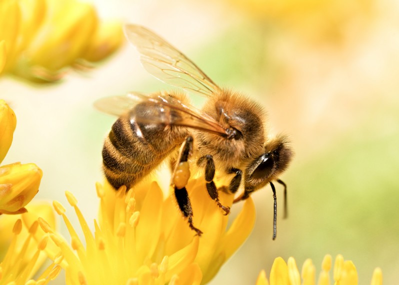 Honey Bee on Flower