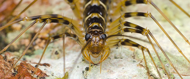 House Centipede Identification Guide   (Identify)