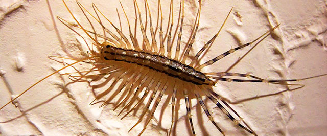 House Centipede Prevention (Prevent)
