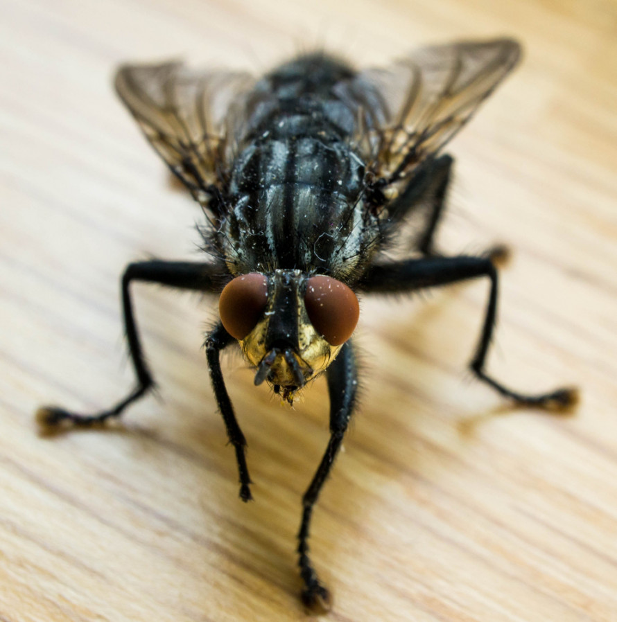 Image of a house fly