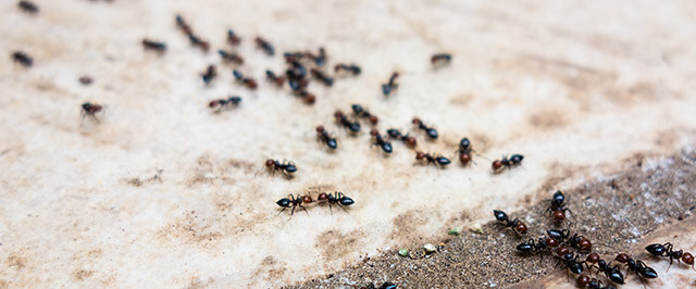 How to Get Rid of Ants (Treat)