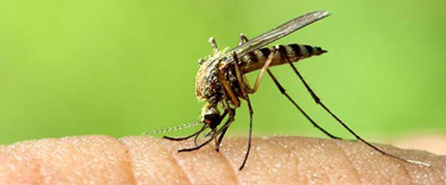 How to Get Rid of Mosquitoes (Treat)