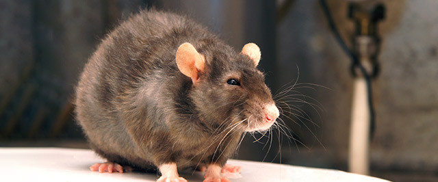  Provoke Professional Gel for Mouse Traps, 2 Oz : Rodent Traps  : Patio, Lawn & Garden