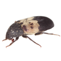 Larder Beetles