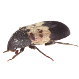 Larder Beetles