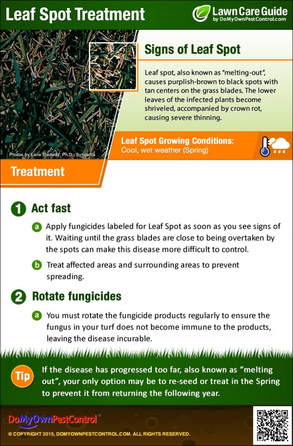 How to Get Rid of Leaf Spot Disease | Leaf Spot Treatment & Control