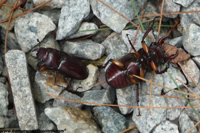 a photo of two stag beetles on rocky ground