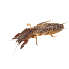 Mole Crickets