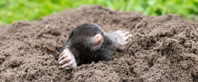 Mole Identification Guide (Identify)