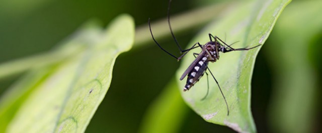 Mosquito Identification Guide (Identify)