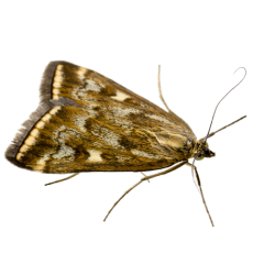 Moths