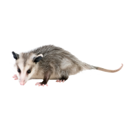 Opossum Traps