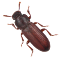 Pantry Beetles