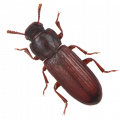 Pantry Beetles