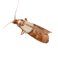 Pantry Moths