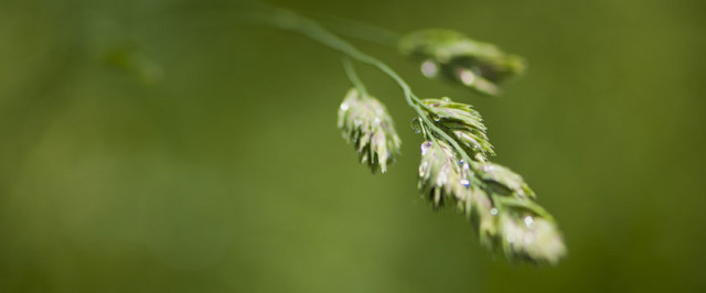 Poa Annua Identification Guide (Identify)