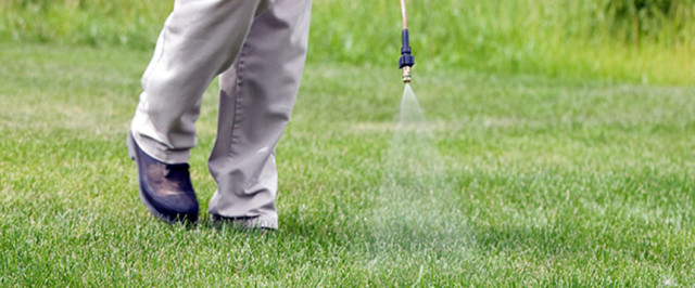 How To Kill Poa Annua Grass (Treat)