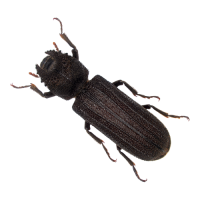 Powderpost Beetles