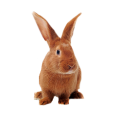 Rabbit Fleas