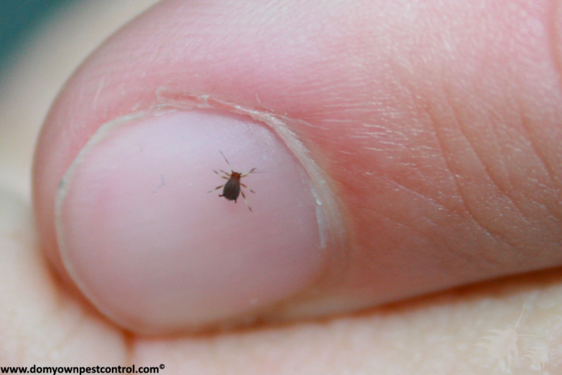 a photo of an aphid on a person’s fingernail for size comparison