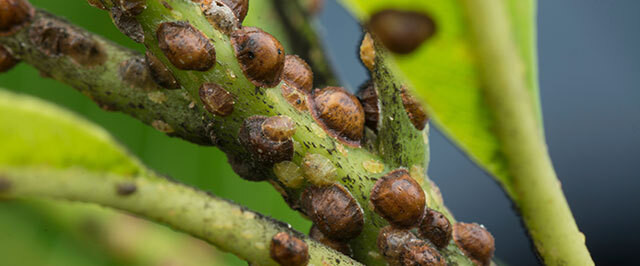 How to Get Rid of Scale Insects (Treat)