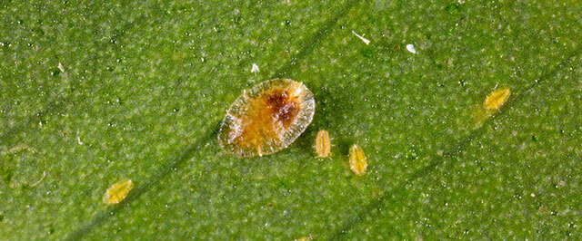 How to Identify Scale Insects (Identify)