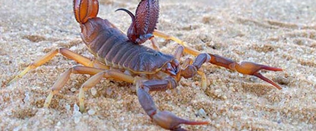 Scorpions Identification and Biology (Identify)
