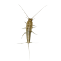 Silverfish