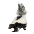 Skunks