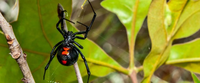 Spider Identification Guide (Identify)