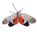 Spotted Lanternfly