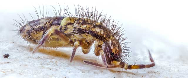 How To Get Rid of Springtails (Treat)